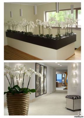 Какие растения выбрать для квартиры?